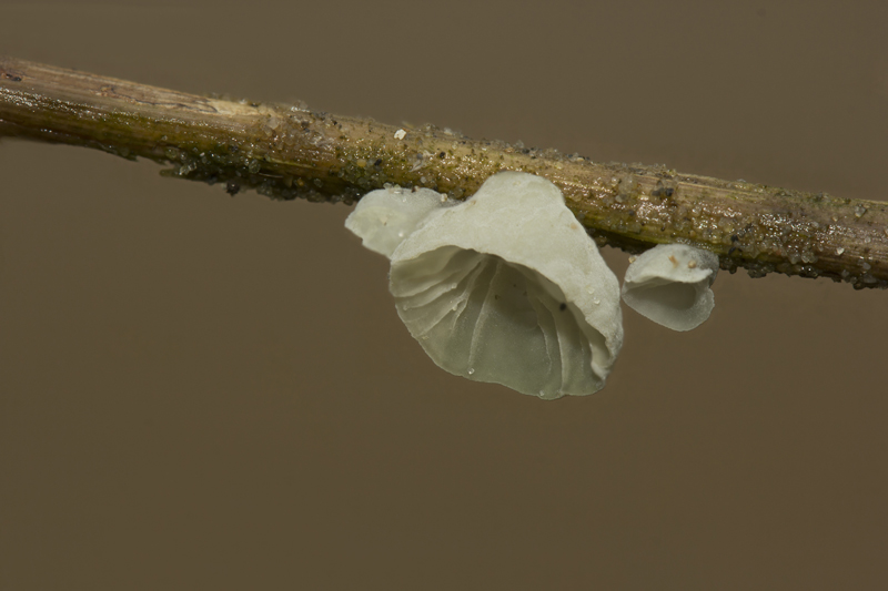 Campanella caesia (door Menno Boomsluiter)