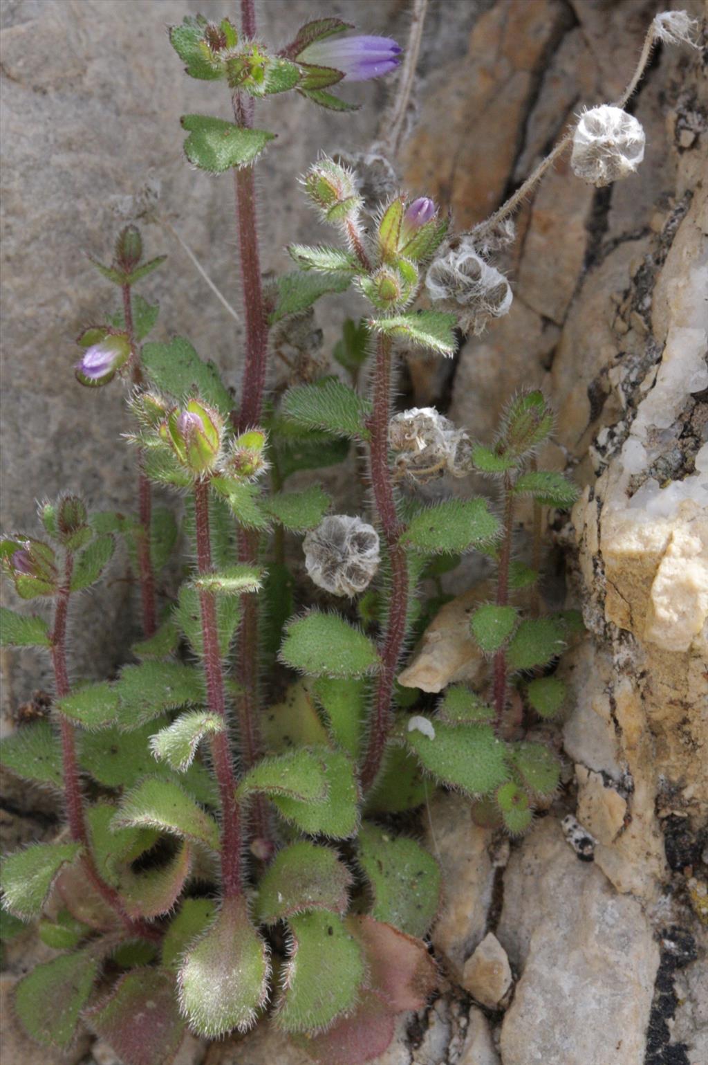 Campanula erinus (door Rutger Barendse)