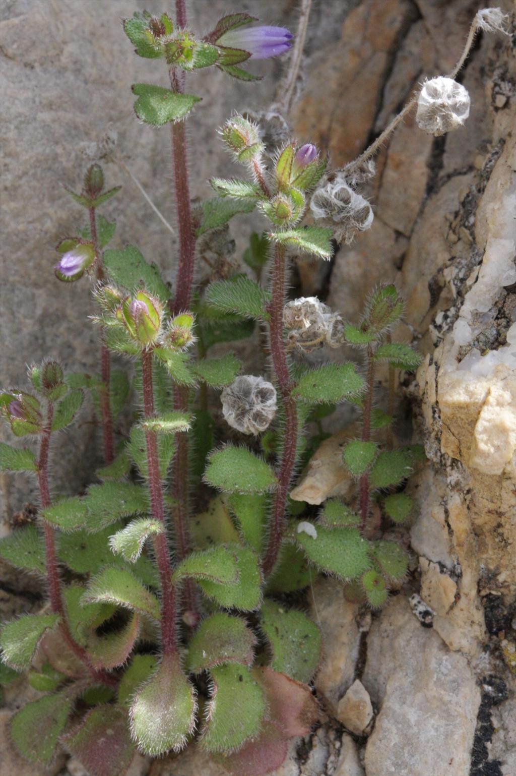 Campanula erinus (door Rutger Barendse)