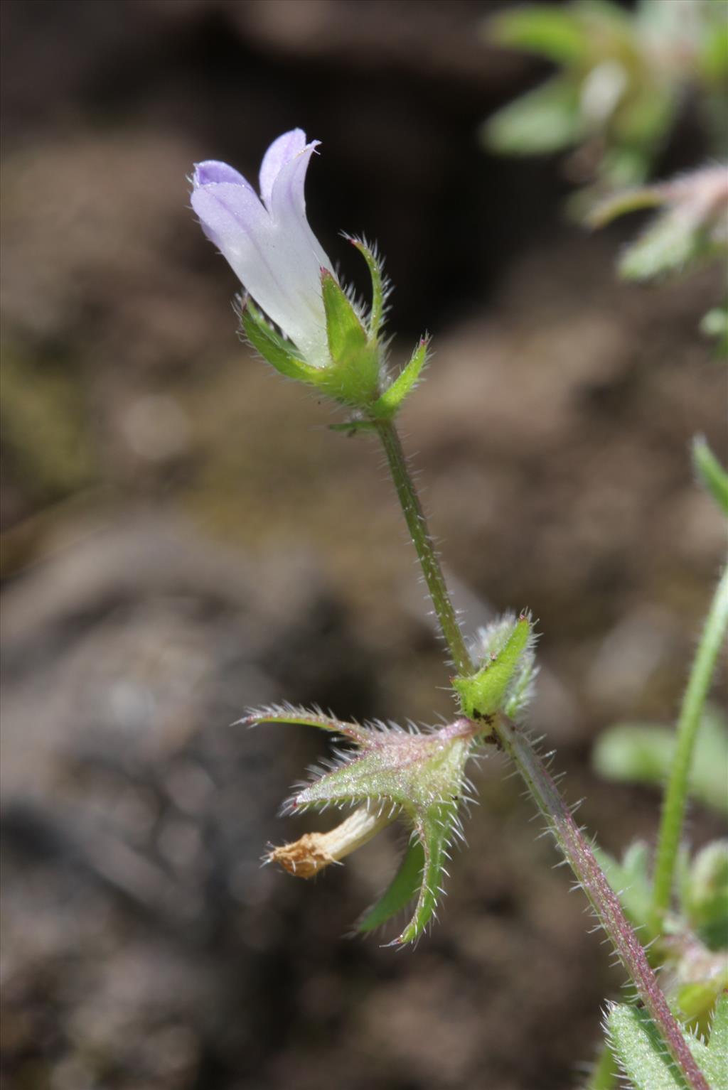 Campanula erinus (door Rutger Barendse)