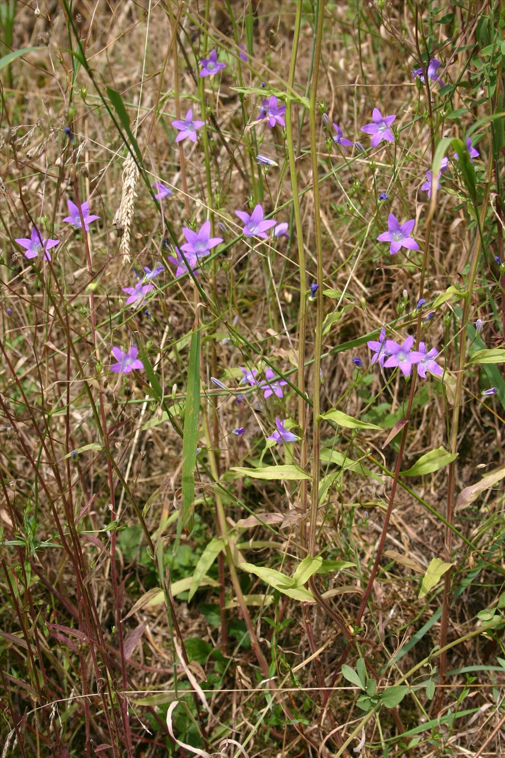 Campanula patula (door Niels Jeurink)