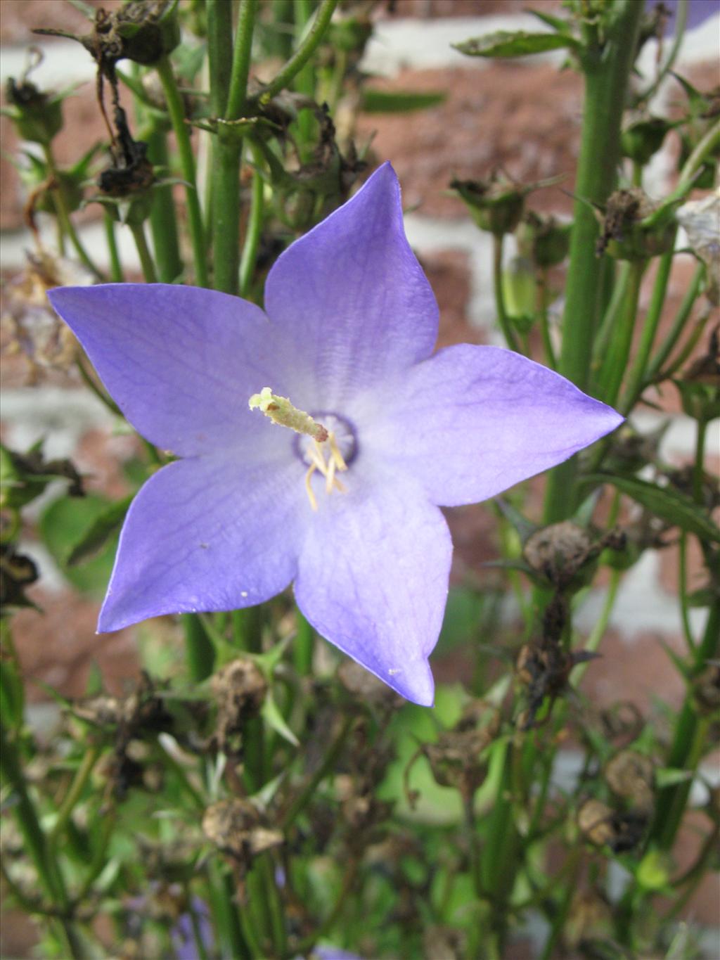 Campanula pyramidalis (door Rutger Barendse)