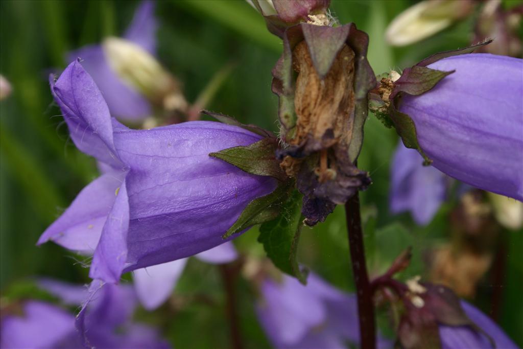 Campanula trachelium (door Niels Jeurink)