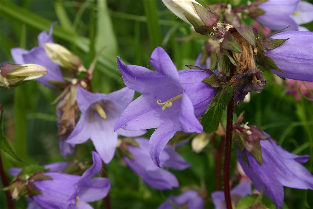 Campanula trachelium (door Niels Jeurink)