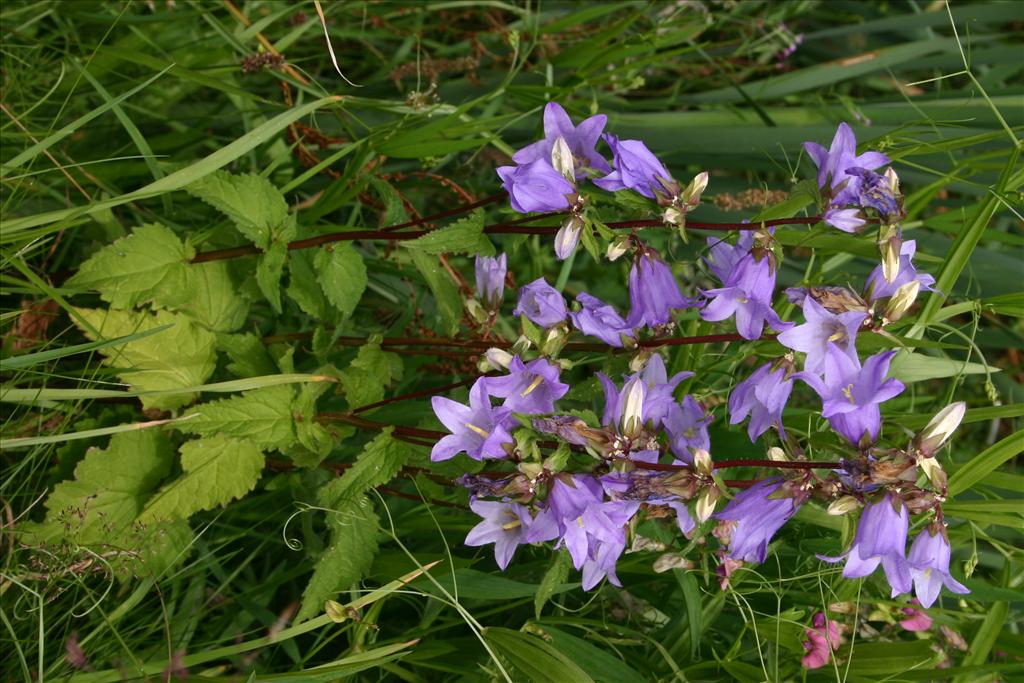 Campanula trachelium (door Niels Jeurink)