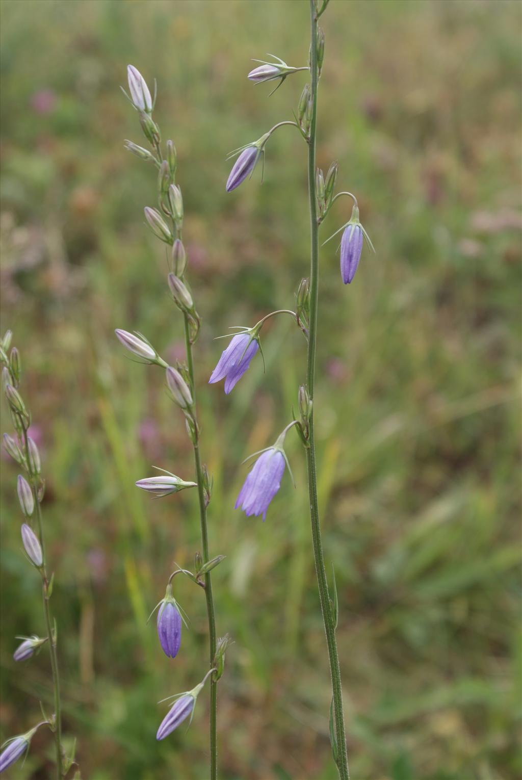 Campanula rapunculus (door Adrie van Heerden)