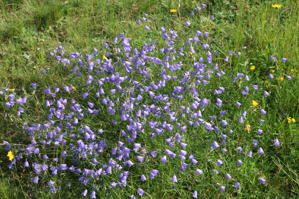 Campanula rotundifolia (door Pieter Stolwijk)