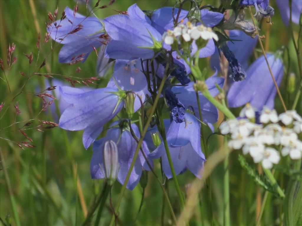 Campanula rotundifolia (door Pieter Stolwijk)