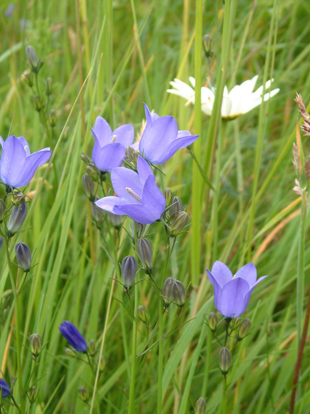 Campanula rotundifolia (door Adrie van Heerden)