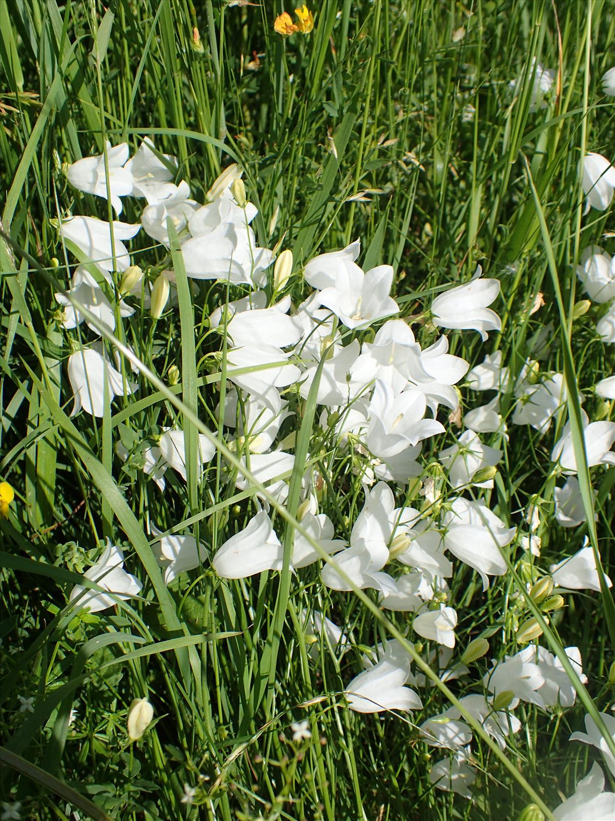 Campanula rotundifolia (door Adrie van Heerden)