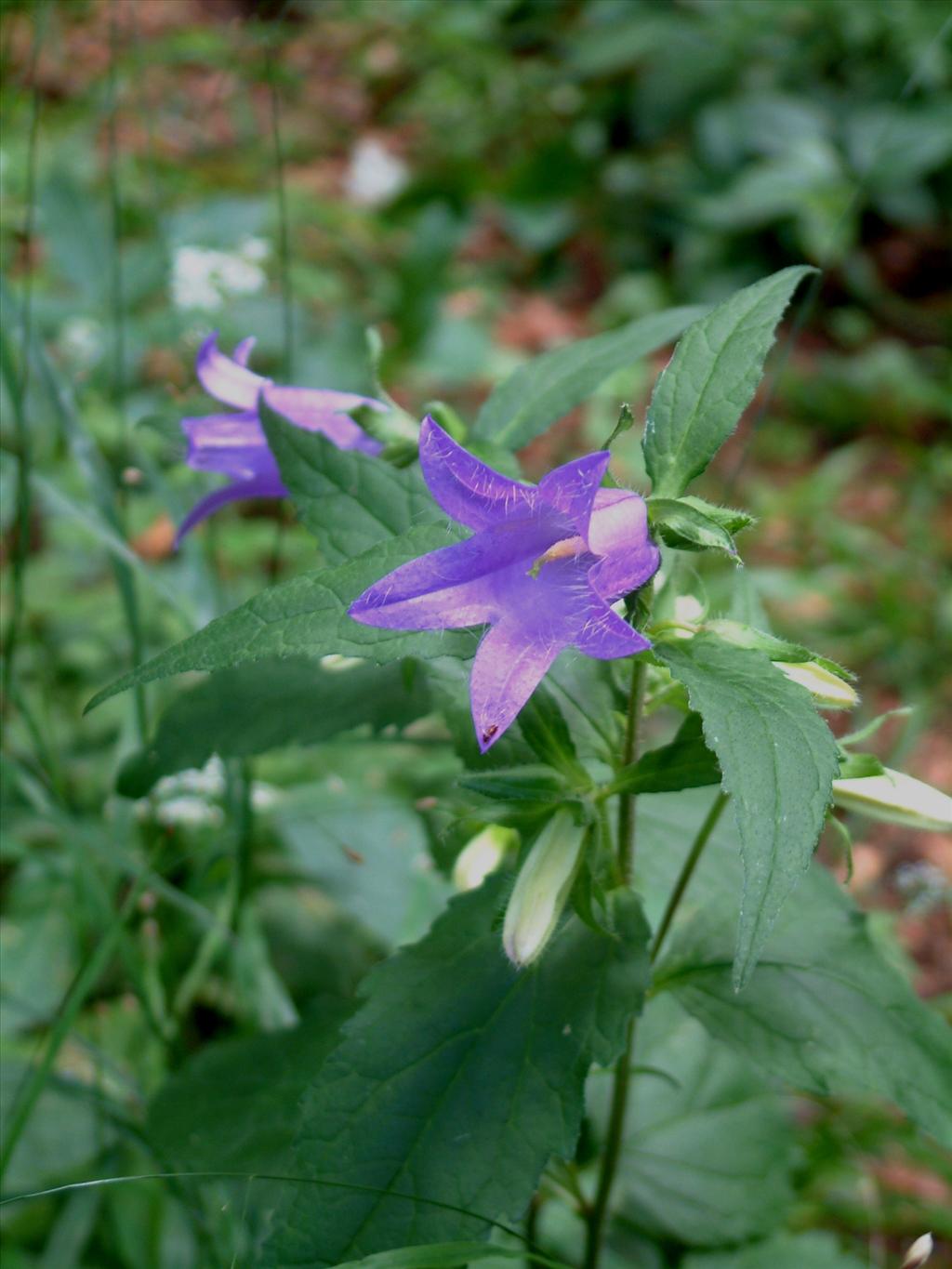 Campanula trachelium (door Adrie van Heerden)