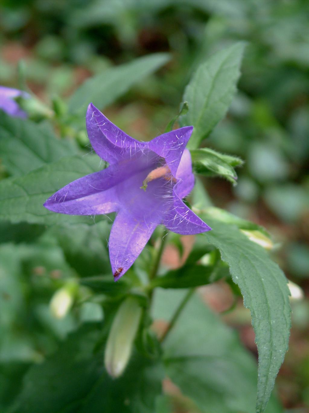 Campanula trachelium (door Adrie van Heerden)