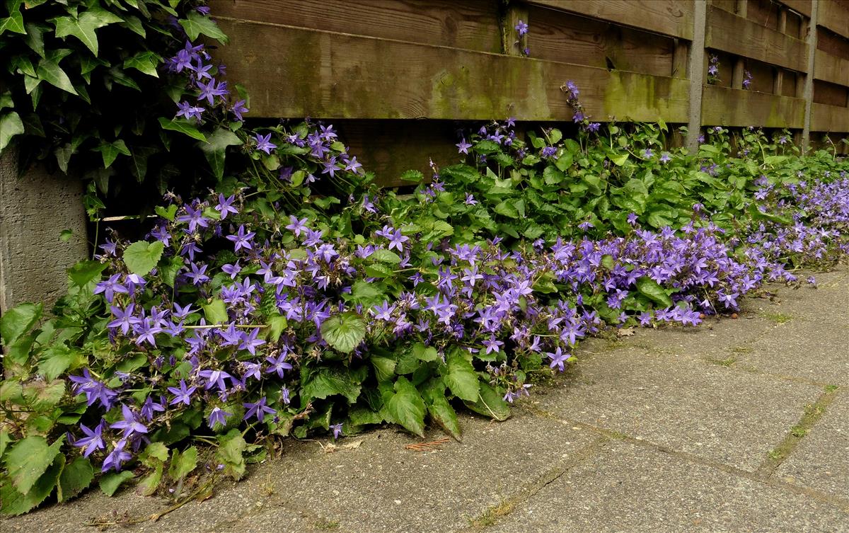 Campanula poscharskyana (door Willie Riemsma)