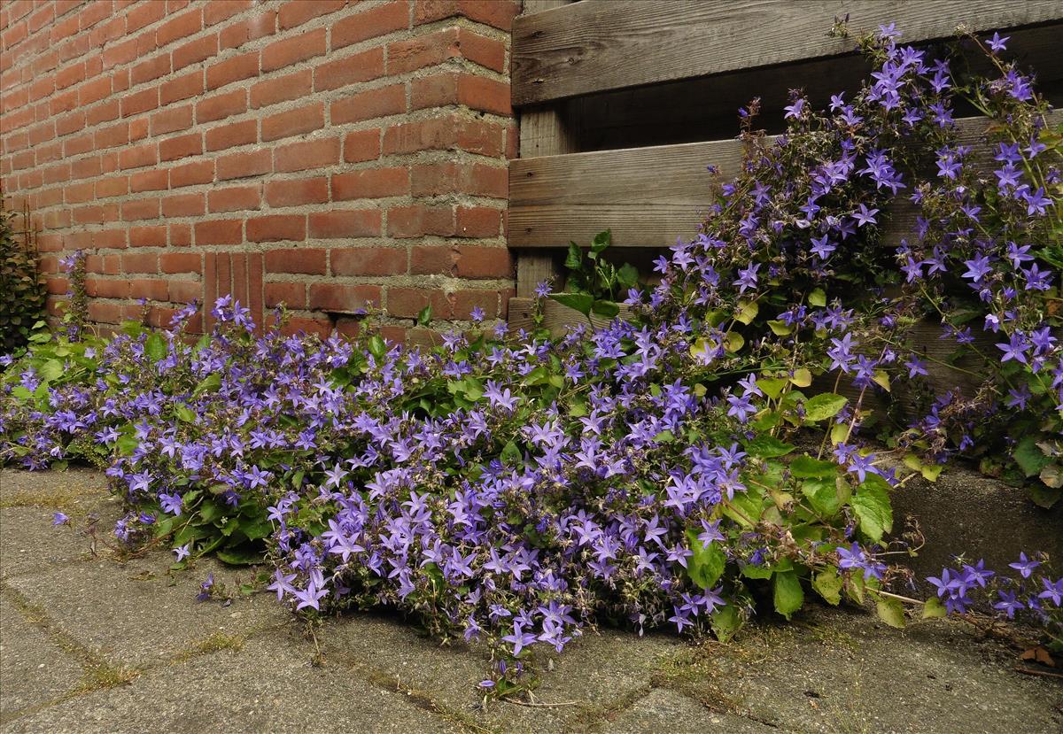 Campanula poscharskyana (door Willie Riemsma)