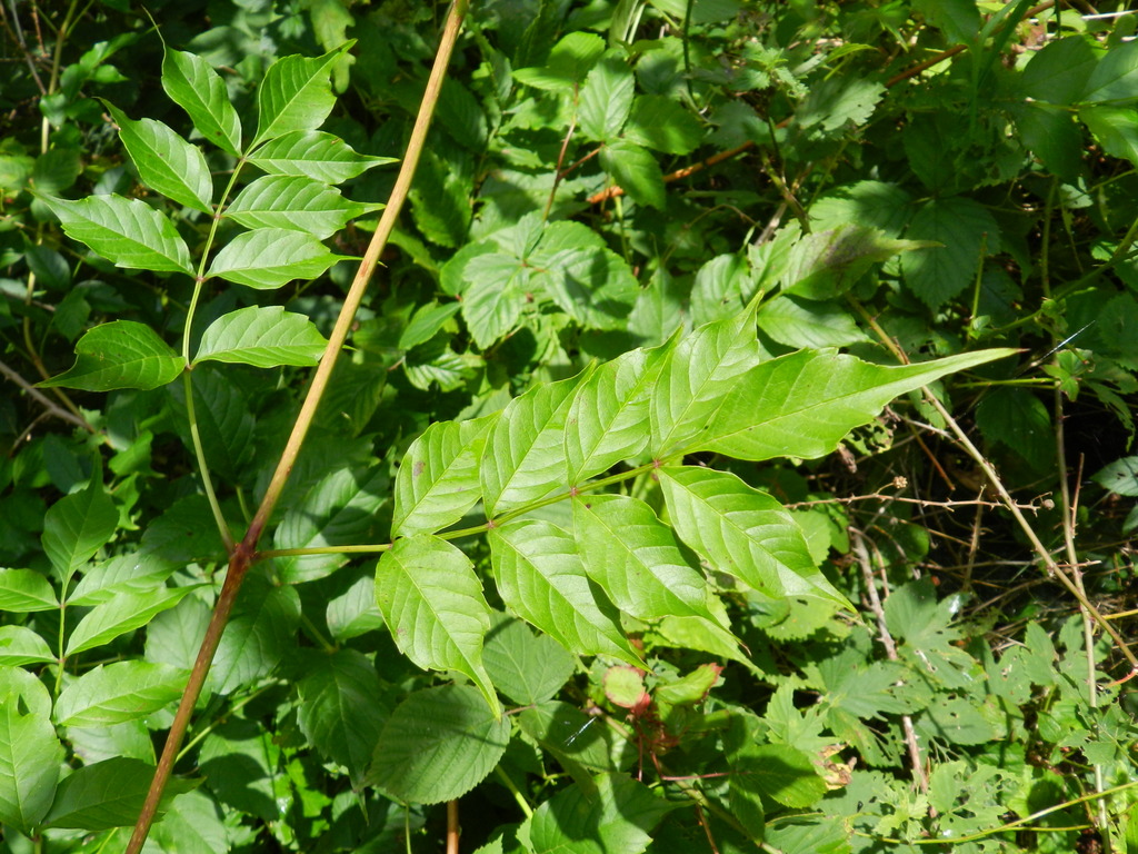 Campsis radicans (door Rutger Barendse)