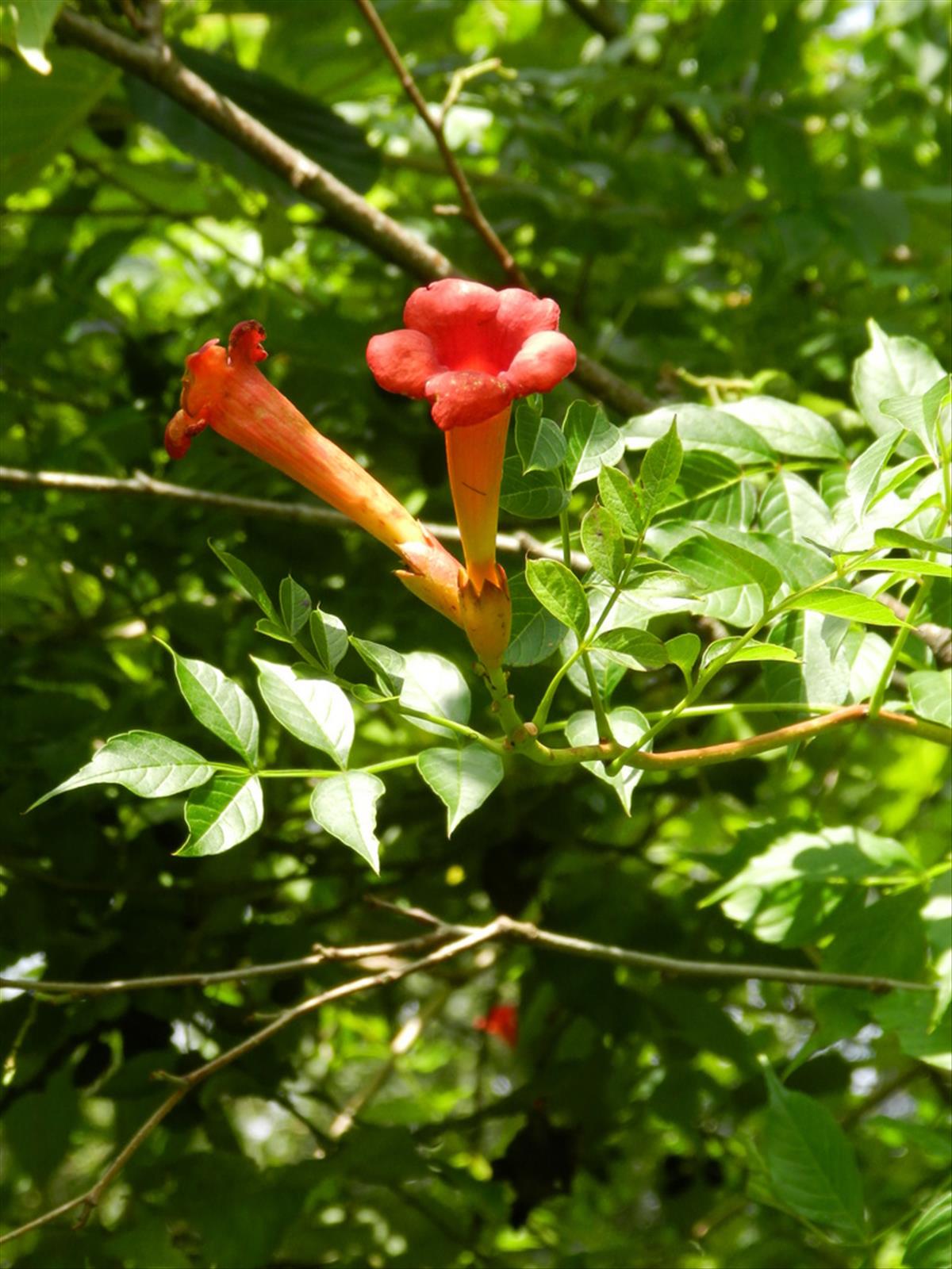 Campsis radicans (door Rutger Barendse)