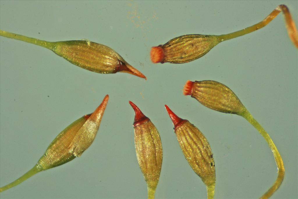 Campylopus flexuosus (door Jan Kersten)