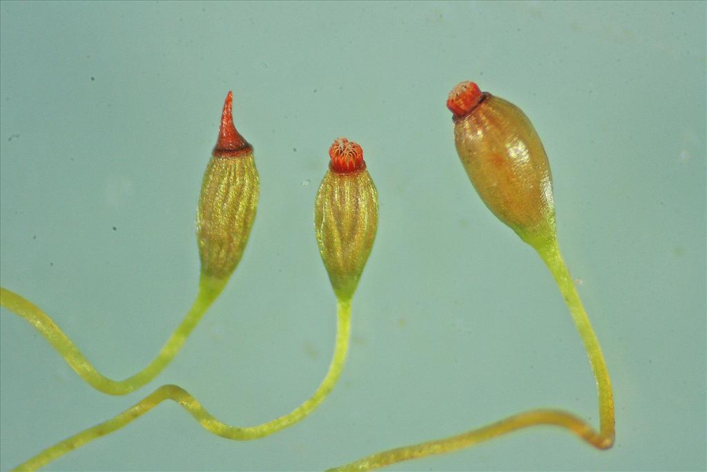 Campylopus flexuosus (door Jan Kersten)