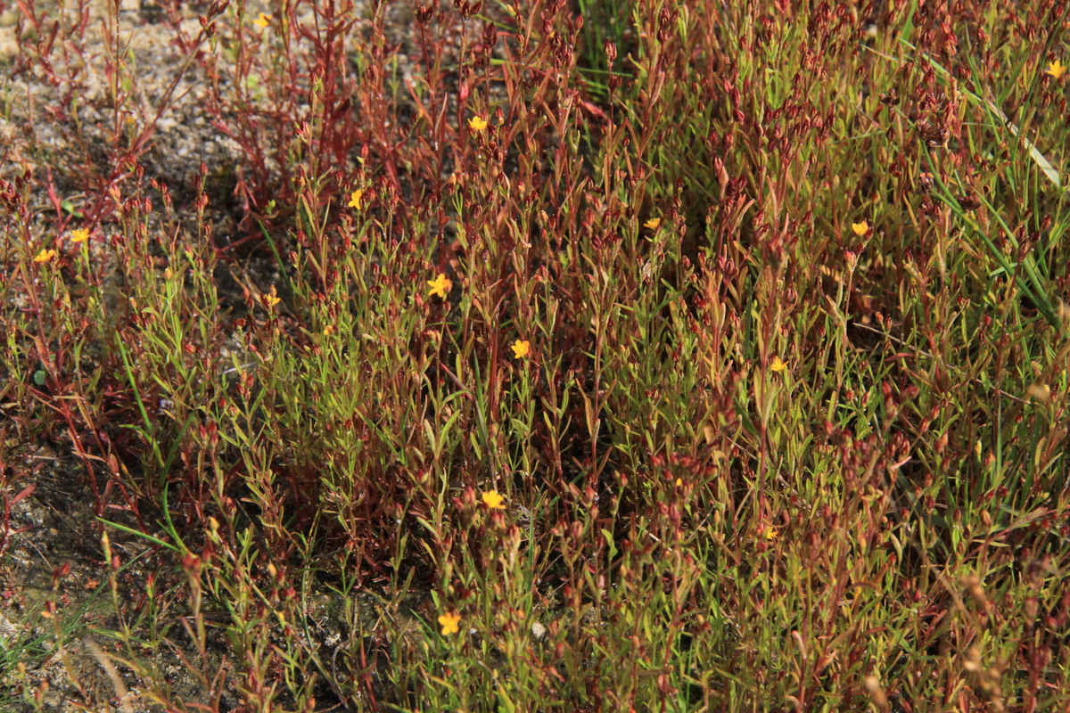 Hypericum canadense (door Peter Meininger)