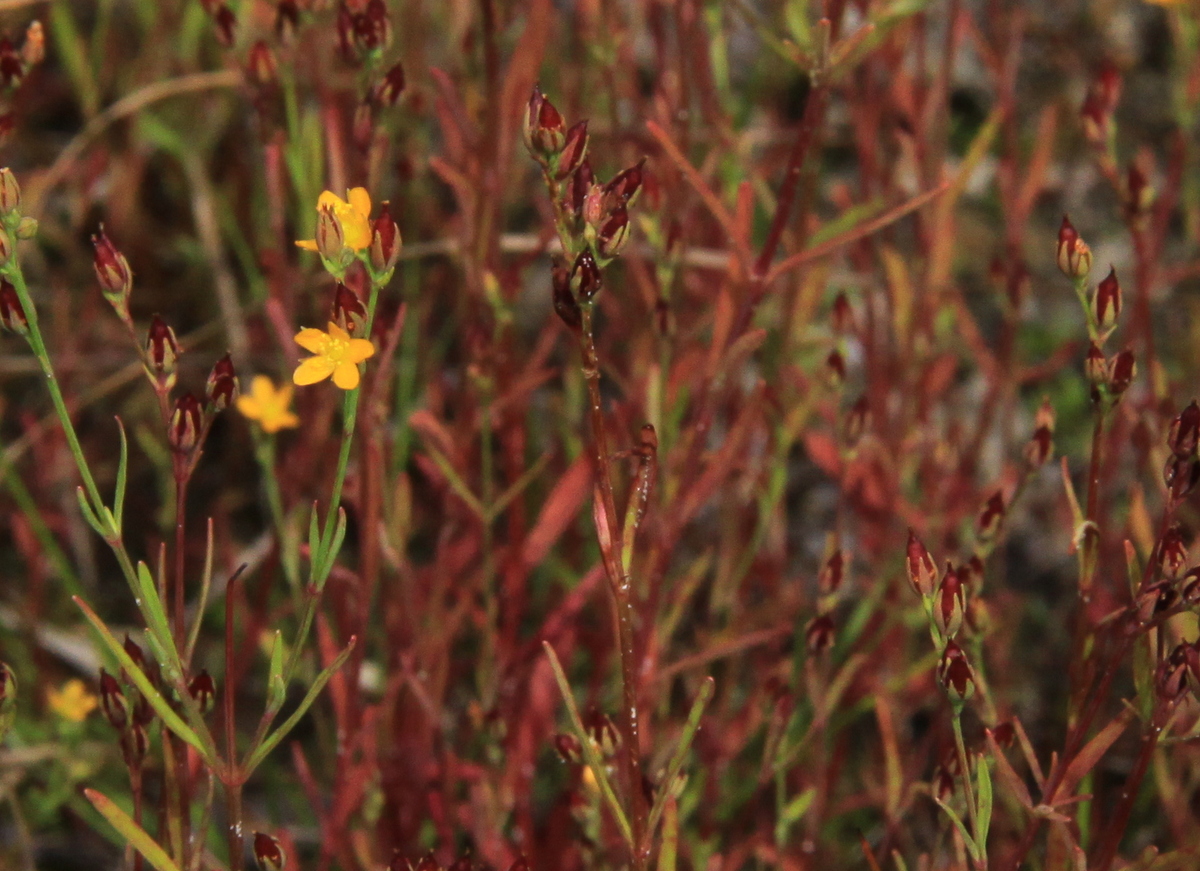 Hypericum canadense (door Peter Meininger)