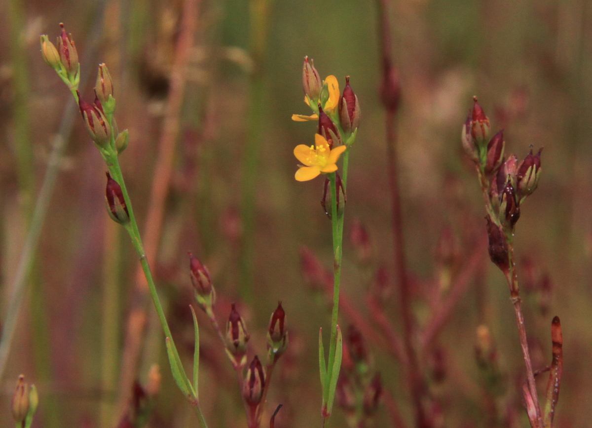 Hypericum canadense (door Peter Meininger)