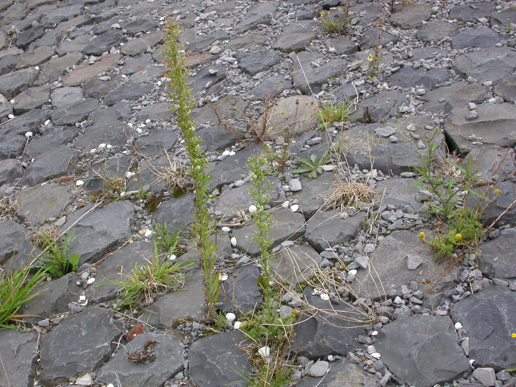 Erigeron canadensis (door Peter Meininger)