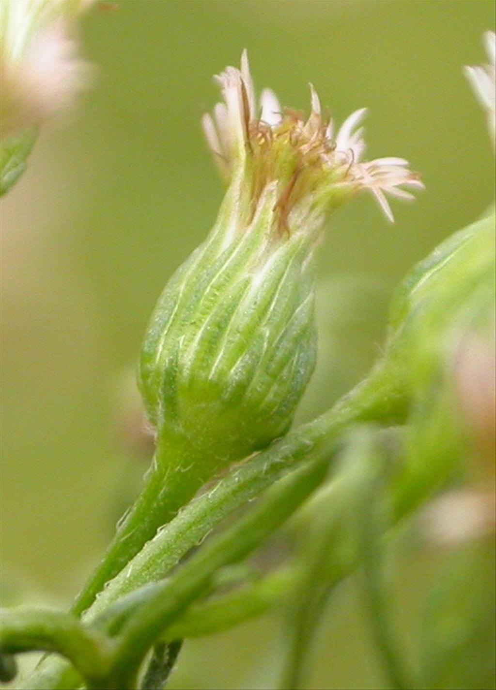 Erigeron canadensis (door Peter Meininger)