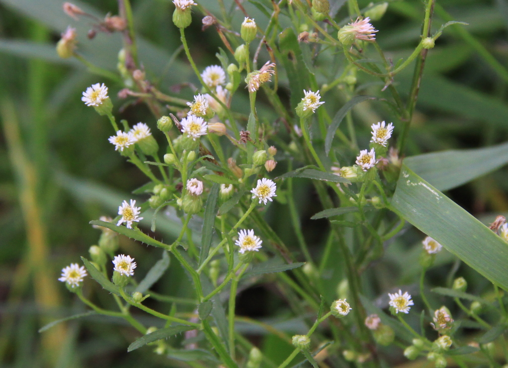 Erigeron canadensis (door Peter Meininger)