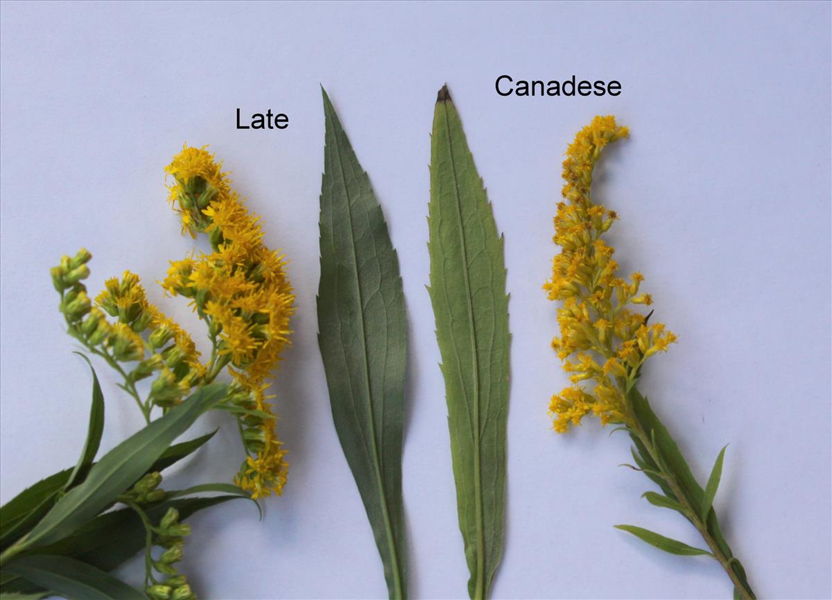 Solidago canadensis (door Peter Meininger)