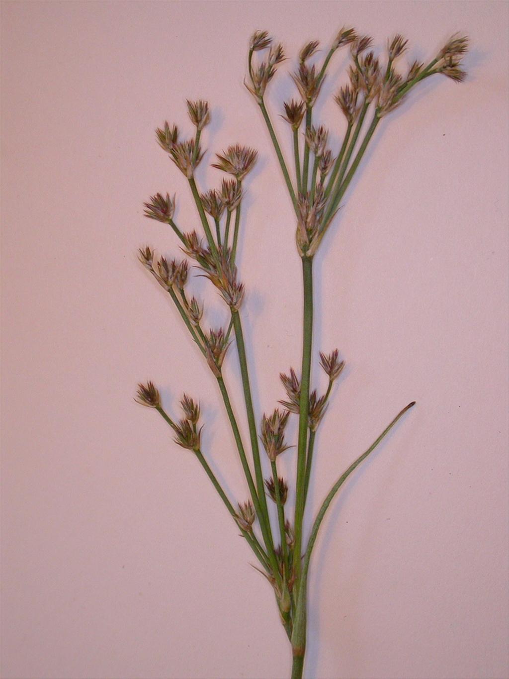 Juncus canadensis (door Peter Meininger)