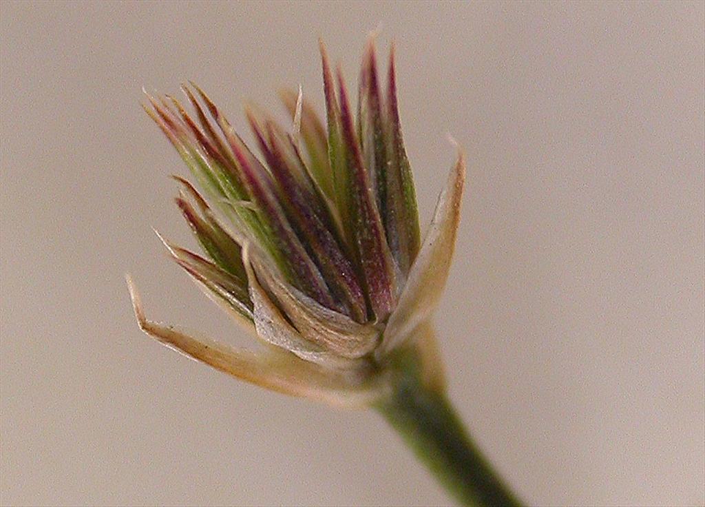 Juncus canadensis (door Peter Meininger)