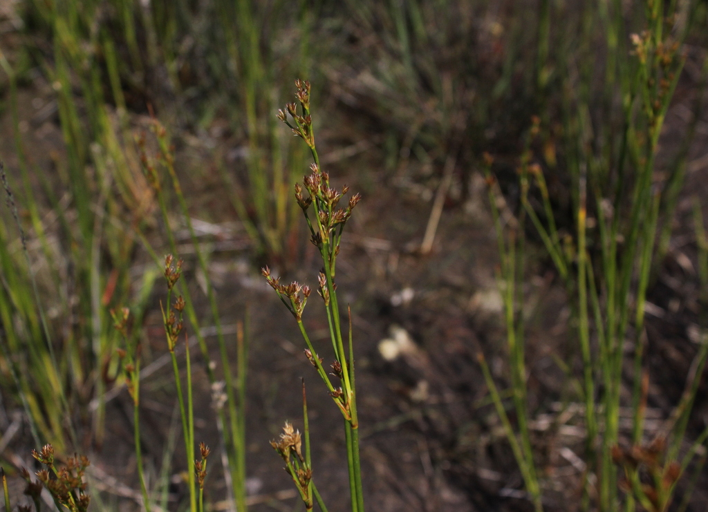 Juncus canadensis (door Peter Meininger)