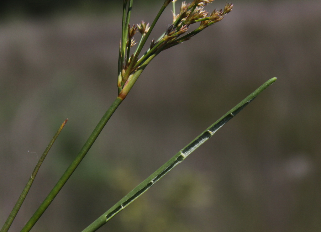 Juncus canadensis (door Peter Meininger)