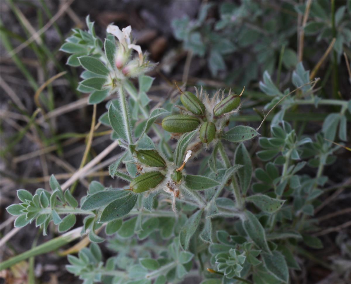 Dorycnium hirsutum (door Peter Meininger)
