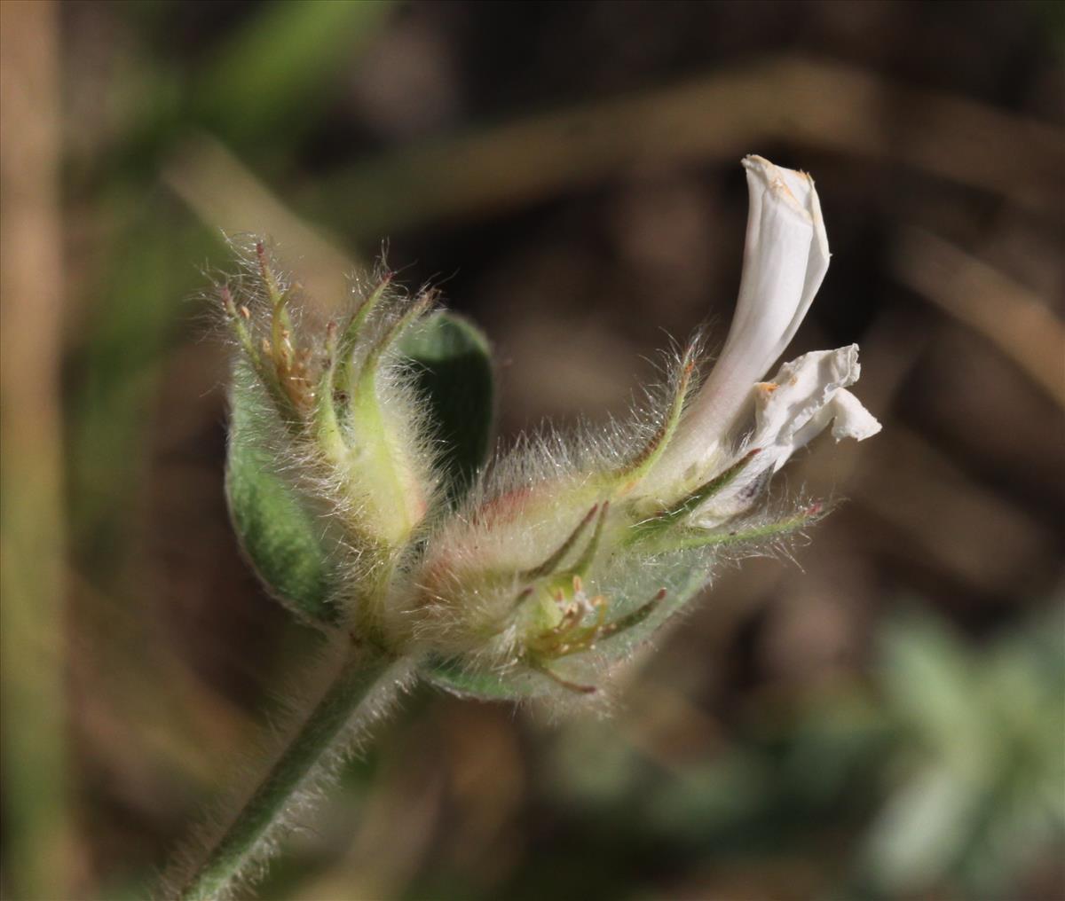 Dorycnium hirsutum (door Peter Meininger)