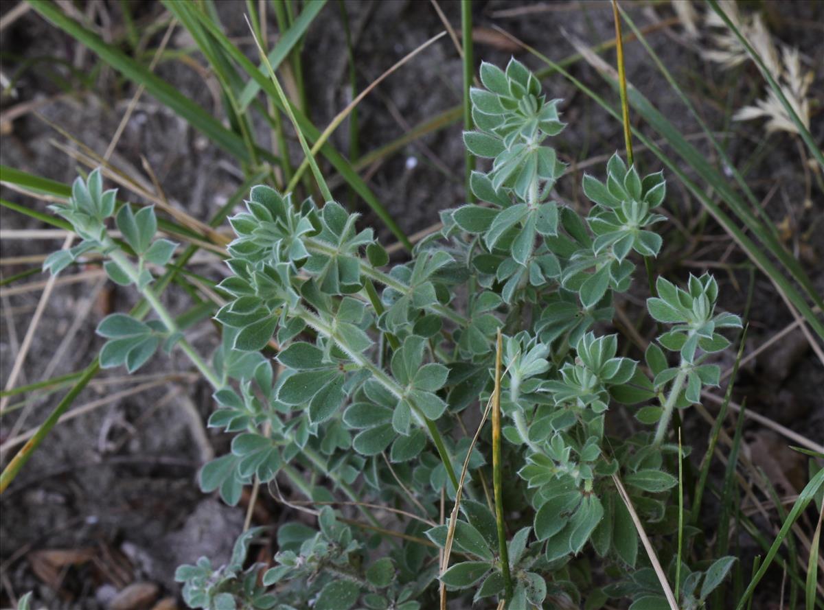 Dorycnium hirsutum (door Peter Meininger)