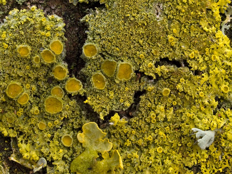 Candelaria concolor (door Bart Horvers)