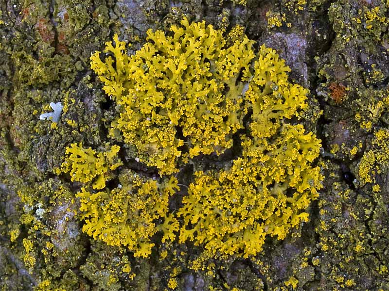 Candelaria concolor (door Bart Horvers)