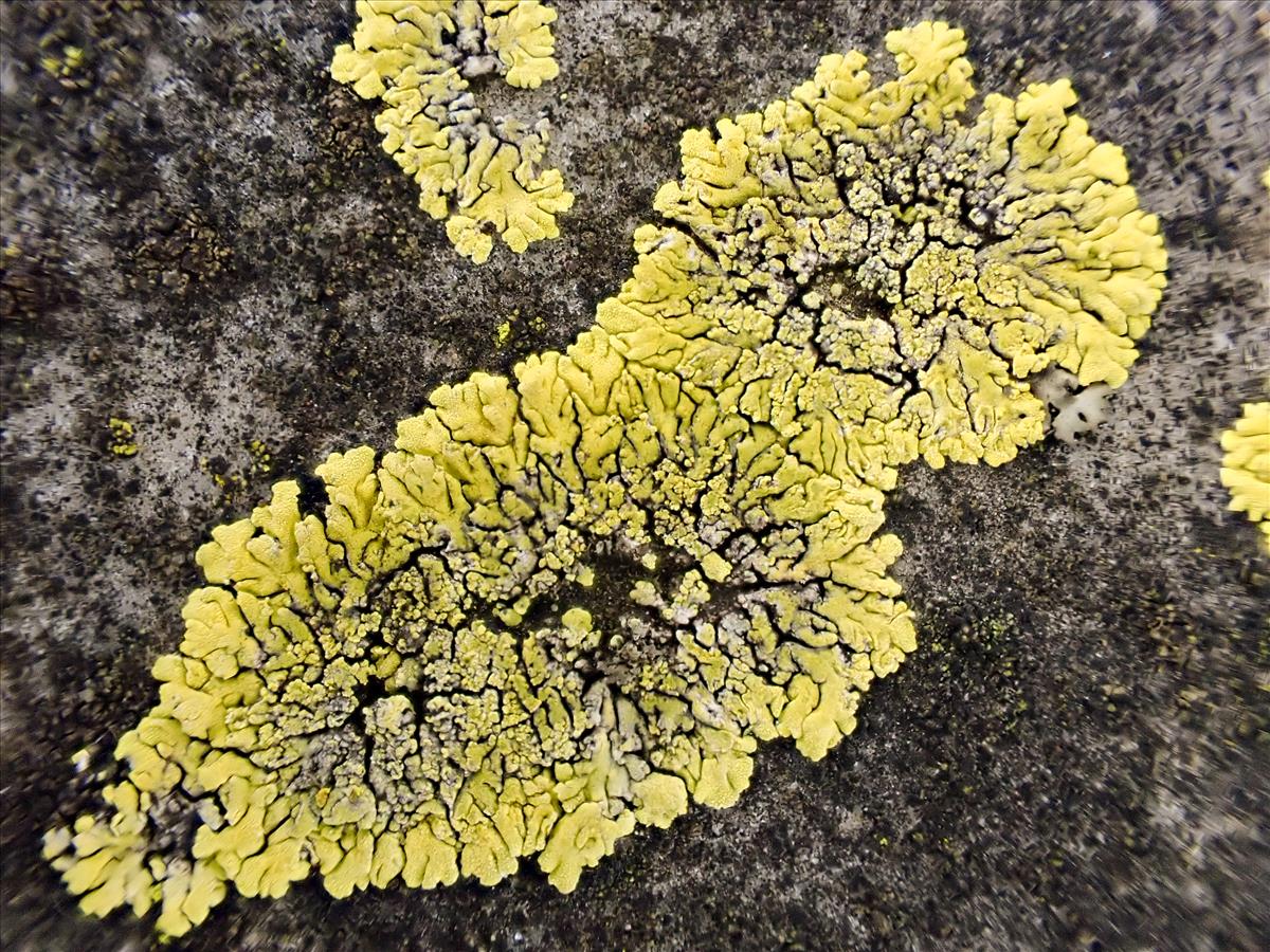 Candelariella medians (door Arne van Wingerden)