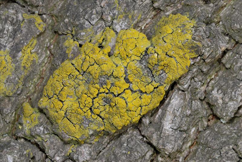 Candelariella vitellina (door Ab H. Baas)