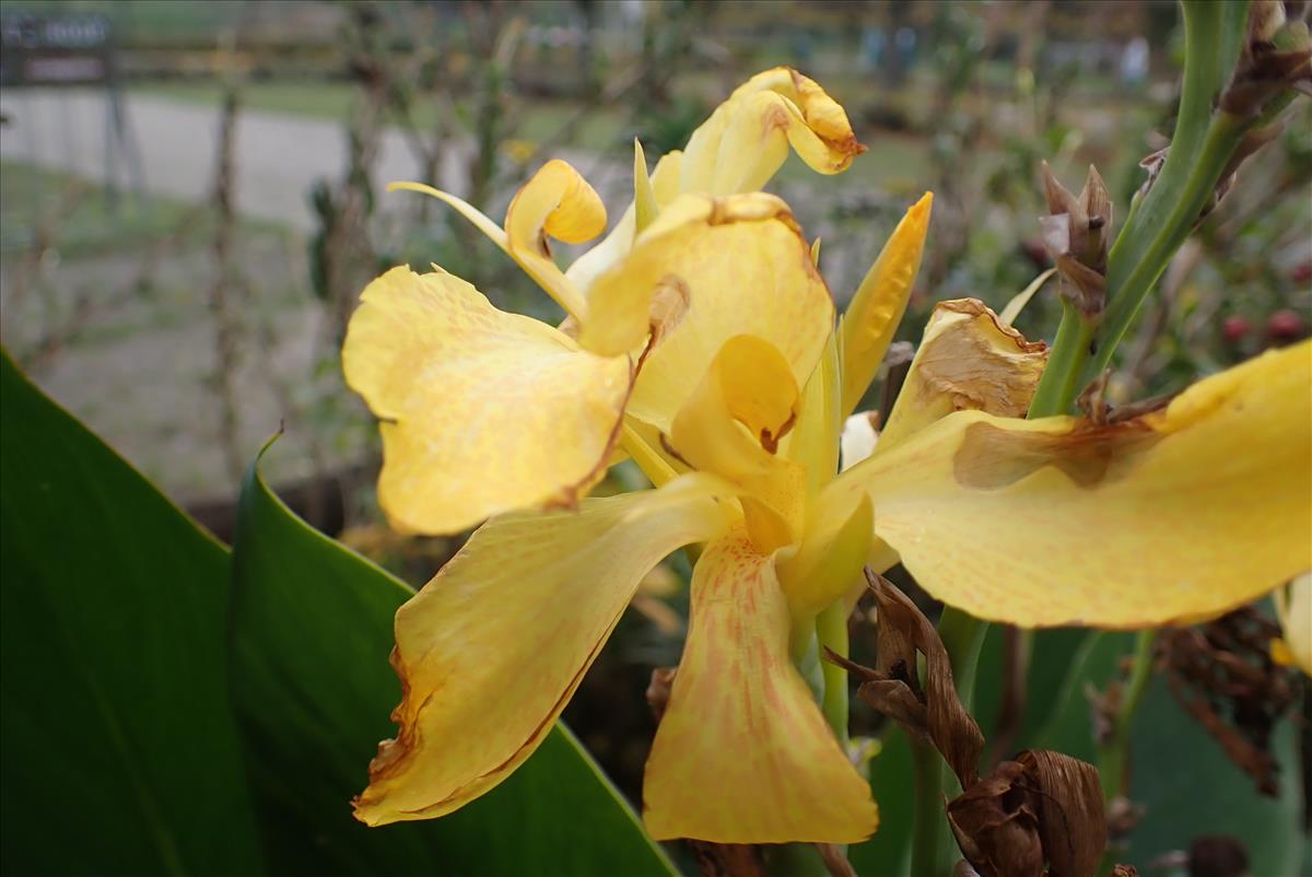 Canna indica (door Aad van Diemen)