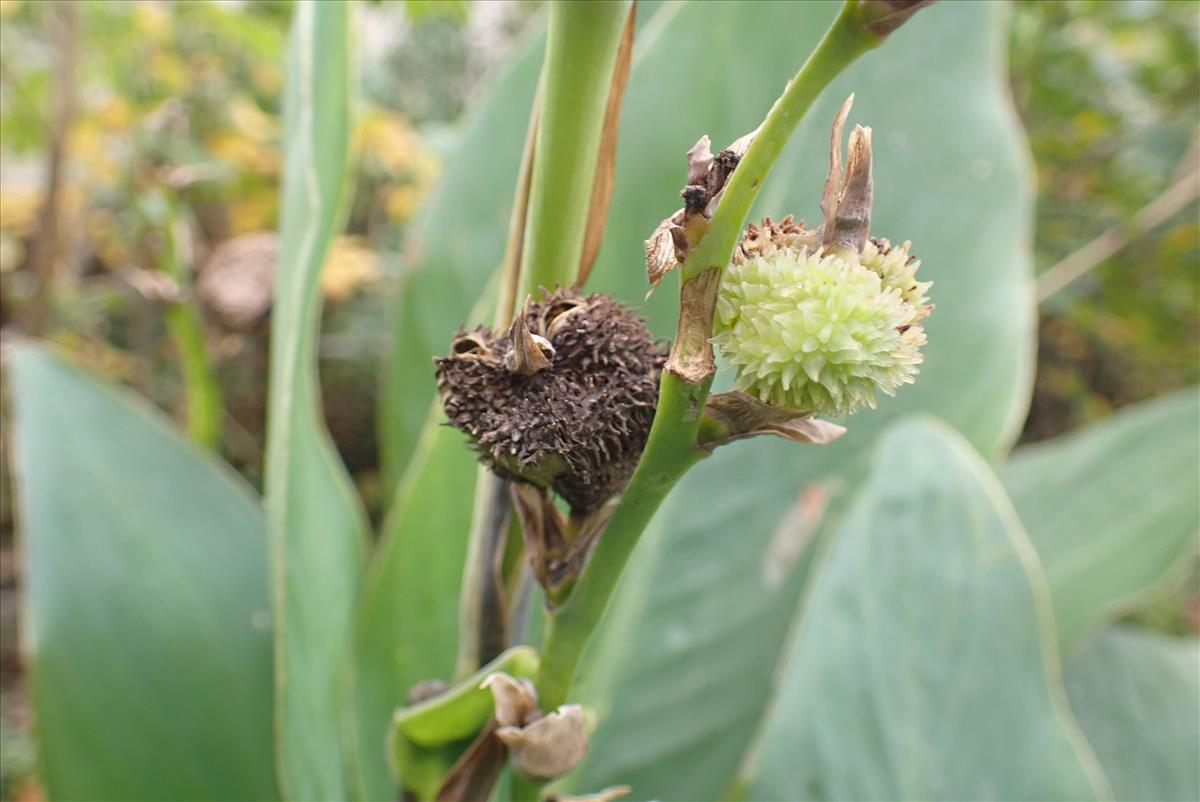 Canna indica (door Aad van Diemen)