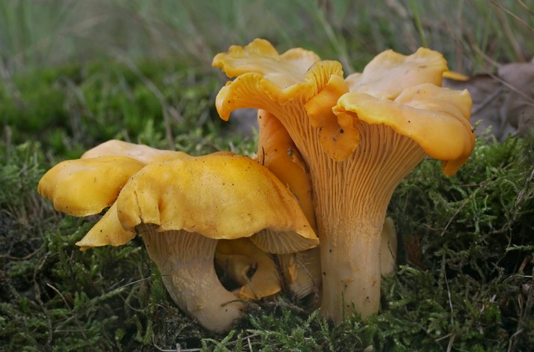 Cantharellus cibarius (door Gerben Winkel)