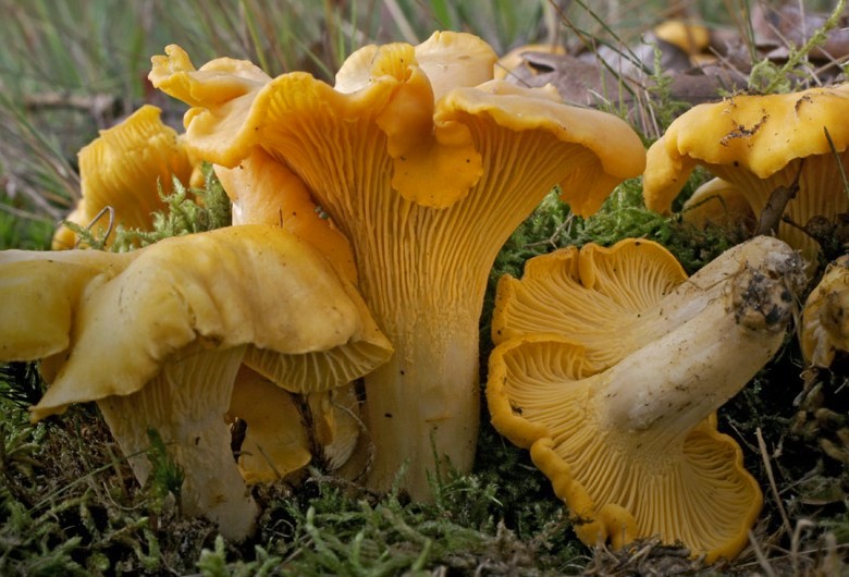 Cantharellus cibarius (door Gerben Winkel)