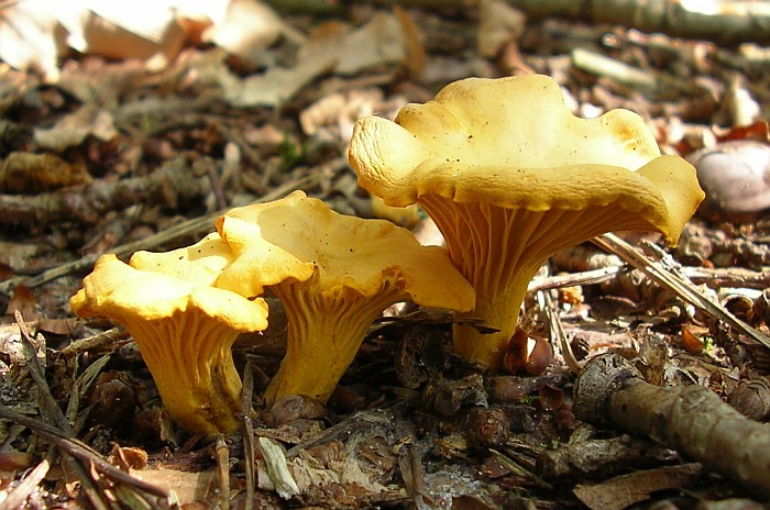 Cantharellus cibarius (door Aldert Gutter)