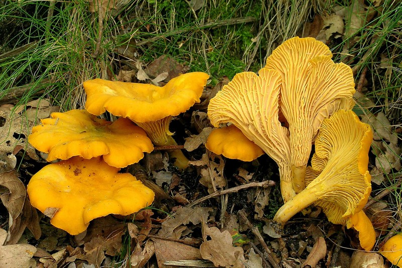 Cantharellus cibarius (door Henk Huijser)