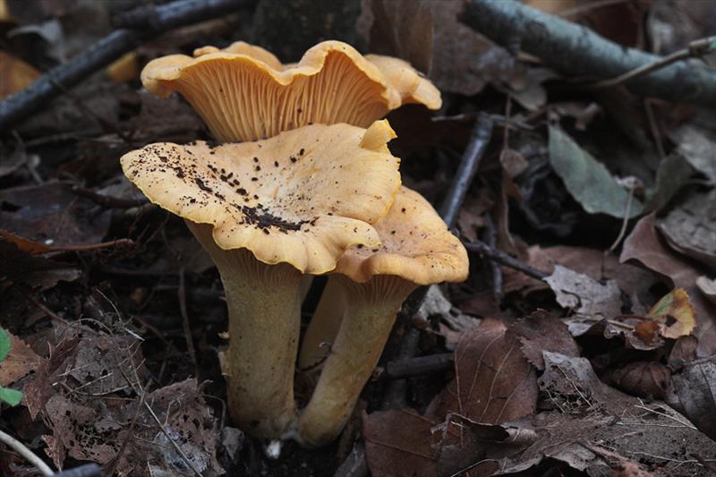 Cantharellus cibarius (door Menno Boomsluiter)