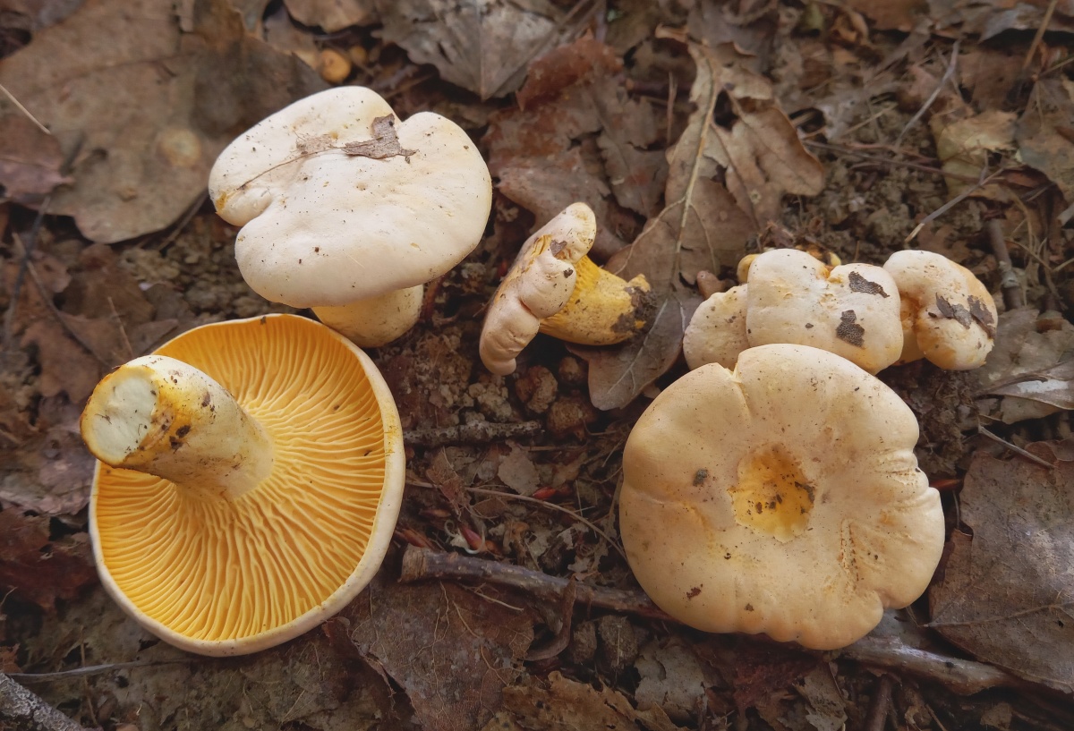 Cantharellus pallens (door Aldert Gutter)