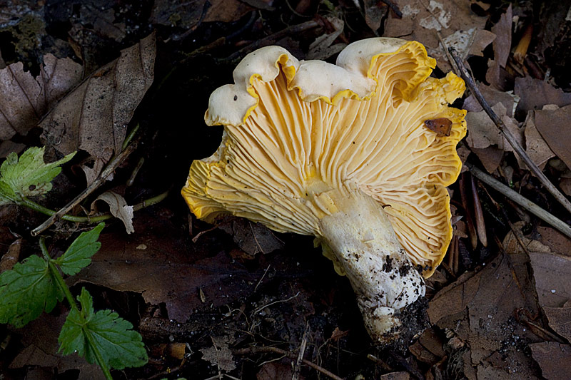 Cantharellus pallens (door John Breugelmans)