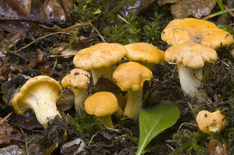 Cantharellus cibarius var. cibarius (door Nico Dam)